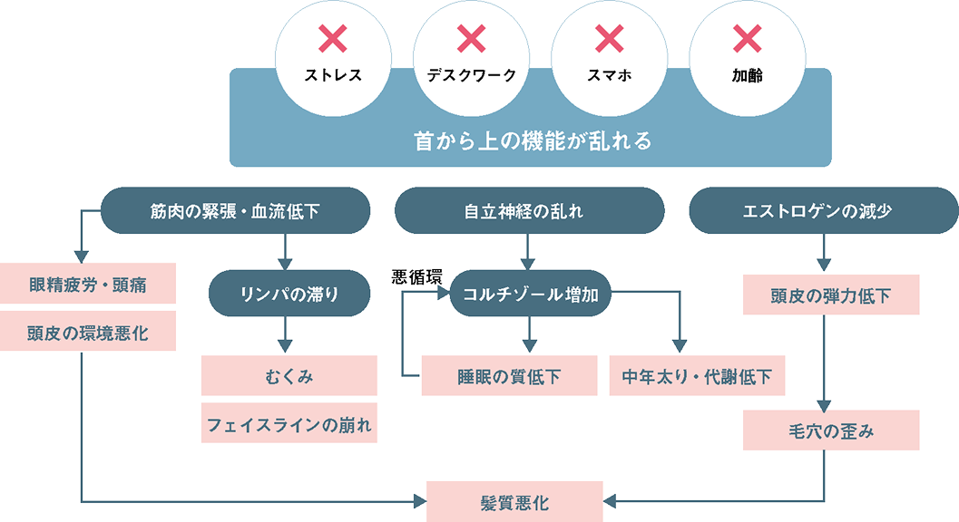 首上トータルケア概念図：ストレス・デスクワーク・スマホ・加齢によって首から上の機能が乱れ、髪質悪化へつながる連鎖