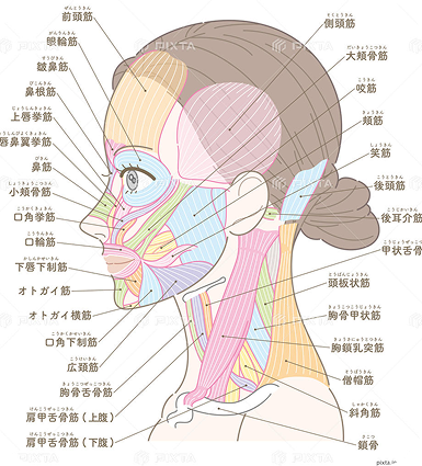 顔と首の筋肉の図解