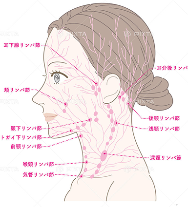 顔と首のリンパ節の図解